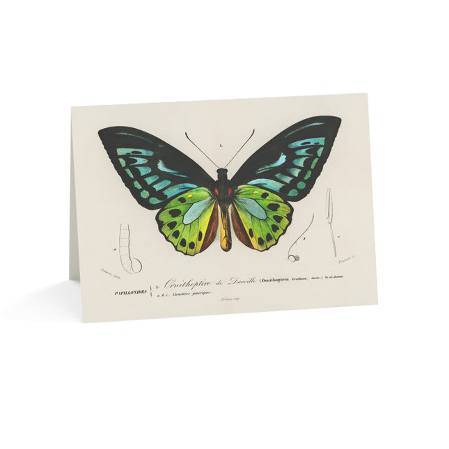 Green Birdwing by Charles Dessalines D' Orbigny Greeting Cards (1, 10, 30, and 50pcs)