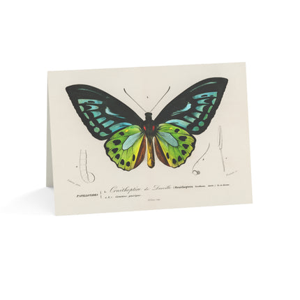 Green Birdwing by Charles Dessalines D' Orbigny Greeting Cards (1, 10, 30, and 50pcs)
