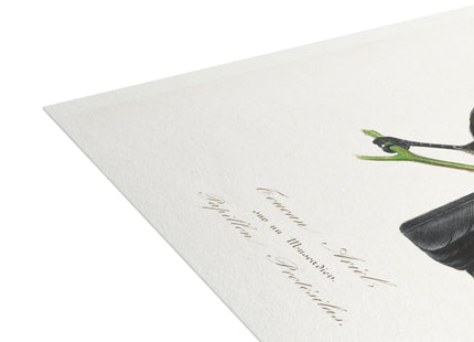 Channel Billed Toucan by Paul Gervais Postcards (envelopes included) - Bundles of 10, 30, 50 Pieces