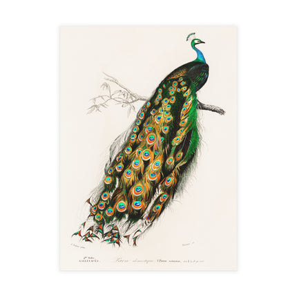 Indian Peafowl by Charles Dessalines D'Orbigny Postcards (envelopes included) - Bundles of 10, 30, 50 Pieces