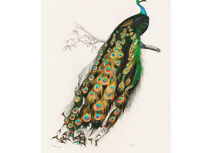 Indian Peafowl by Charles Dessalines D'Orbigny Postcards (envelopes included) - Bundles of 10, 30, 50 Pieces