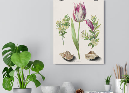Tulip, Branches of Myrtle, and Shells Giclée Art Print