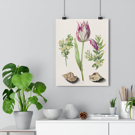Tulip, Branches of Myrtle, and Shells Giclée Art Print