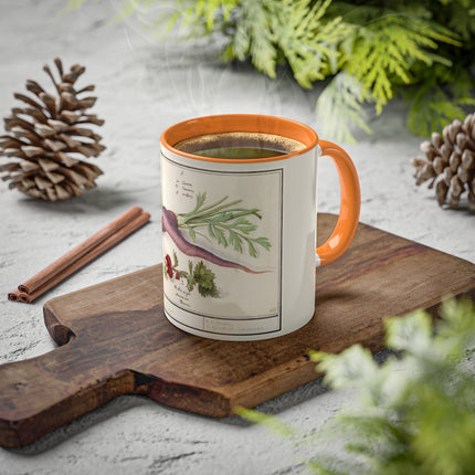 Carrot, Daucus Carota and Red currant, Ribes rubrum by Anselmus Boëtius de Boodt Colorful Mugs, 11oz