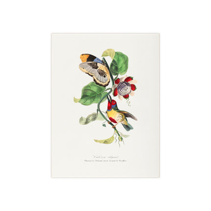 Versicolored Barbet by Paul Gervais Ceramic Tile