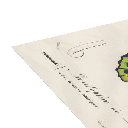 Green Birdwing by Charles Dessalines D' Orbigny Postcards (envelopes included) - Bundles of 10, 30, 50 Pieces