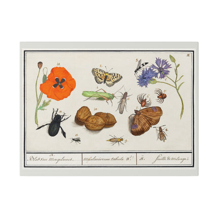 Natural History Ensemble No. 17  – Late Renaissance Illustration by Anselmus Boëtius de Boodt