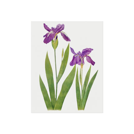 Iris Tectorum & Iris Loptopetala: Botanical Elegance from The Genus Iris Matte Fine Art Posters
