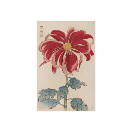Chrysanthemum Elegance Fine Art Posters