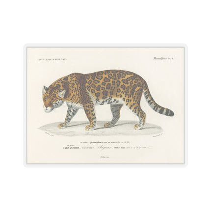Jaguar by Charles Dessalines D' Orbigny Kiss-Cut Stickers (4 Sizes)