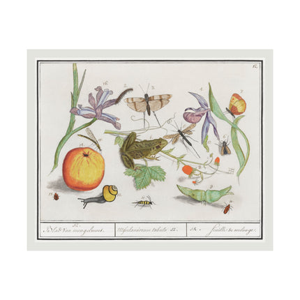 Natural History Ensemble, No. 12 by Anselmus Boëtius de Boodt Matte Horizontal Posters