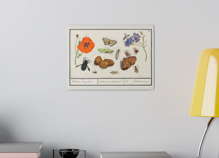 Natural History Ensemble, No. 17 by Anselmus Boëtius de Boodt Matte Canvas, Stretched, 0.75"