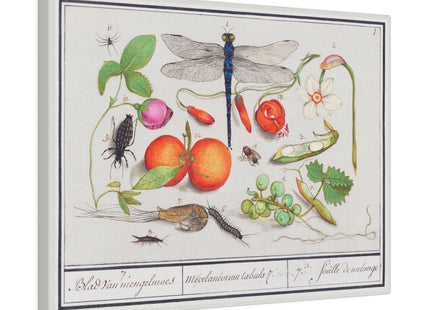 Natural History Ensemble, No. 7 by Anselmus Boëtius de Boodt Matte Matte Canvas, Stretched, 0.75"