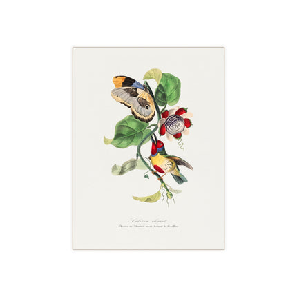 Versicolored Barbet by Paul Gervais Ceramic Tile