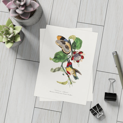 Versicolored Barbet by Paul Gervais Postcards (envelopes included) - Bundles of 10, 30, 50 Pieces
