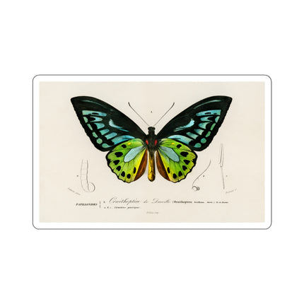 Green Birdwing by Charles Dessalines D' Orbigny Kiss-Cut Stickers (4 Sizes)