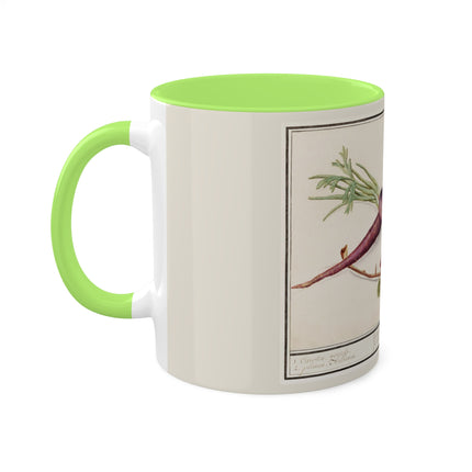Carrot, Daucus Carota and Red currant, Ribes rubrum by Anselmus Boëtius de Boodt Colorful Mugs, 11oz