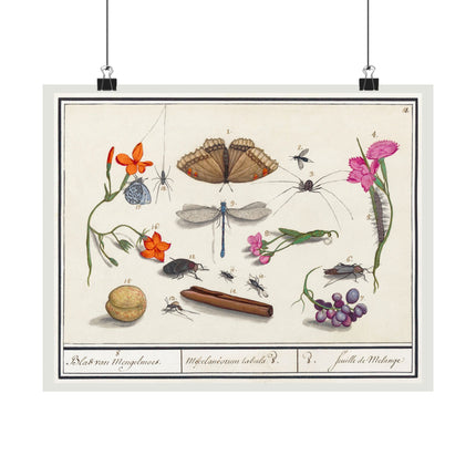 Natural History Ensemble, No. 8 by Anselmus Boëtius de Boodt Matte Horizontal Posters