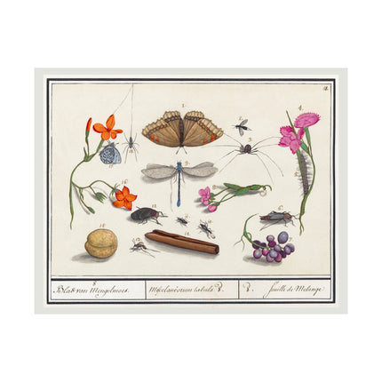 Natural History Ensemble, No. 8 by Anselmus Boëtius de Boodt Matte Horizontal Posters