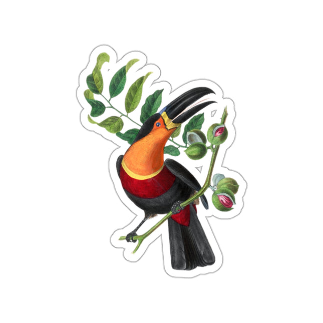 Channel Billed Toucan by Paul Gervais Kiss-Cut Stickers (4 Sizes)