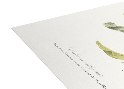 Versicolored Barbet by Paul Gervais Postcards (envelopes included) - Bundles of 10, 30, 50 Pieces