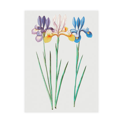 Iris, Iris Sibirica by Anselmus Boëtius de Boodt Postcards (envelopes included) - Bundles of 10, 30, 50 Pieces