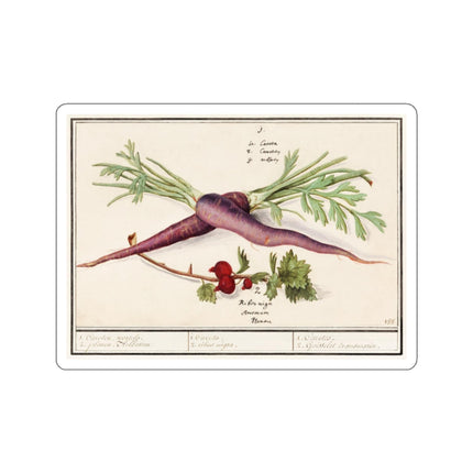 Carrot, Daucus carota and red currant, Ribes rubrum by Anselmus Boëtius de Boodt Kiss-Cut Stickers (4 Sizes)