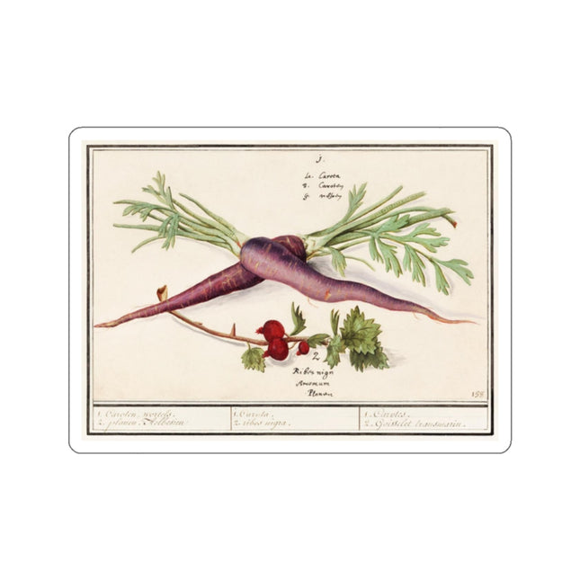Carrot, Daucus carota and red currant, Ribes rubrum by Anselmus Boëtius de Boodt Kiss-Cut Stickers (4 Sizes)