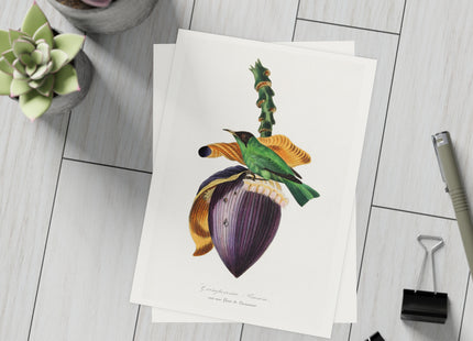 Treecreeper by Paul Gervais Postcards (envelopes included) - Bundles of 10, 30, 50 Pieces