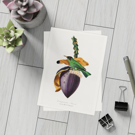Treecreeper by Paul Gervais Postcards (envelopes included) - Bundles of 10, 30, 50 Pieces