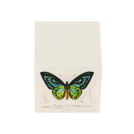 Green Birdwing by Charles Dessalines D' Orbigny Greeting Cards (1, 10, 30, and 50pcs)