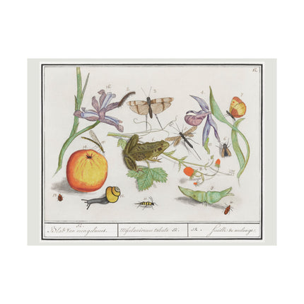 Natural History Ensemble, No. 12 by Anselmus Boëtius de Boodt Matte Horizontal Posters