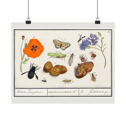 Natural History Ensemble, No. 11 by Anselmus Boëtius de Boodt Matte Horizontal Posters