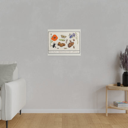 Natural History Ensemble No. 17  – Late Renaissance Illustration by Anselmus Boëtius de Boodt