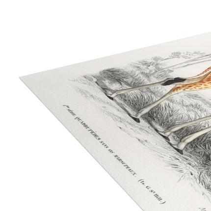 Giraffe by Charles Dessalines D'Orbigny Postcards (envelopes included) - Bundles of 10, 30, 50 Pieces