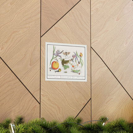 Natural History Ensemble, No. 12 by Anselmus Boëtius de Boodt Matte Horizontal Posters
