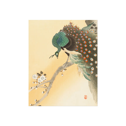 Peacock on a Cherry Blossom Tree by Ohara Koson Fine Art Posters
