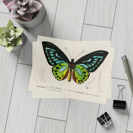 Green Birdwing by Charles Dessalines D' Orbigny Postcards (envelopes included) - Bundles of 10, 30, 50 Pieces