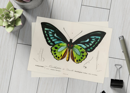 Green Birdwing by Charles Dessalines D' Orbigny Postcards (envelopes included) - Bundles of 10, 30, 50 Pieces