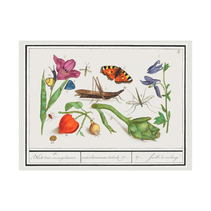 Natural History Ensemble, No. 17 by Anselmus Boëtius de Boodt Matte Horizontal Posters