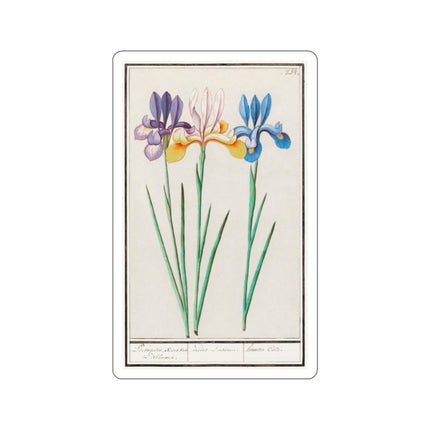Iris, Iris sibirica by Anselmus Boëtius de Boodt Kiss-Cut Stickers (4 Sizes)