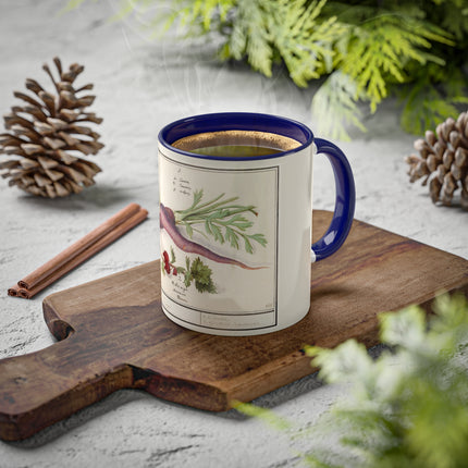Carrot, Daucus Carota and Red currant, Ribes rubrum by Anselmus Boëtius de Boodt Colorful Mugs, 11oz