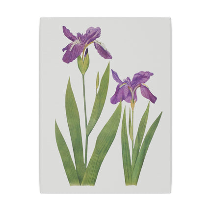 Violet and Blue Irises – Botanical Art from William Dykes’ The Genus Iris