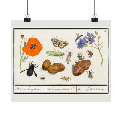 Natural History Ensemble, No. 11 by Anselmus Boëtius de Boodt Matte Horizontal Posters
