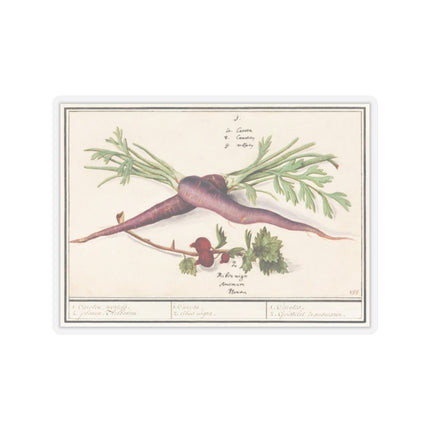 Carrot, Daucus carota and red currant, Ribes rubrum by Anselmus Boëtius de Boodt Kiss-Cut Stickers (4 Sizes)