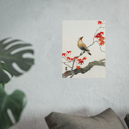 Japanese Plague Bird on Maple by Ohara Koson Fine Art Posters