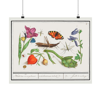 Natural History Ensemble, No. 17 by Anselmus Boëtius de Boodt Matte Horizontal Posters