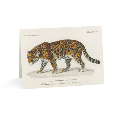 Jaguar by Charles Dessalines D' Orbigny Greeting Cards (1, 10, 30, and 50pcs)