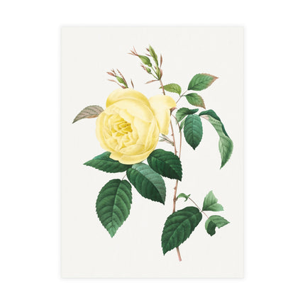 Yellow Rose by Pierre-Joseph Redouté Postcards (envelopes included) - Bundles of 10, 30, 50 Pieces