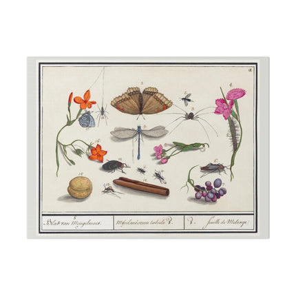 Natural History Ensemble No. 8 – Late Renaissance Illustration by Anselmus Boëtius de Boodt